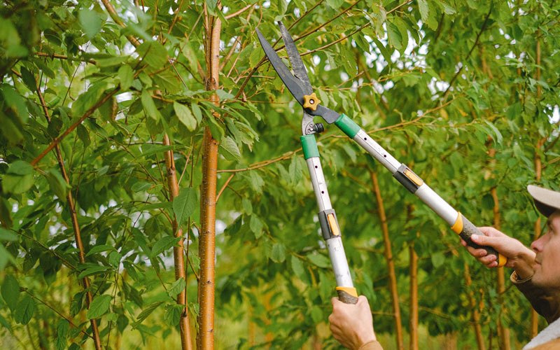 Tree trimming in Middletown, IA